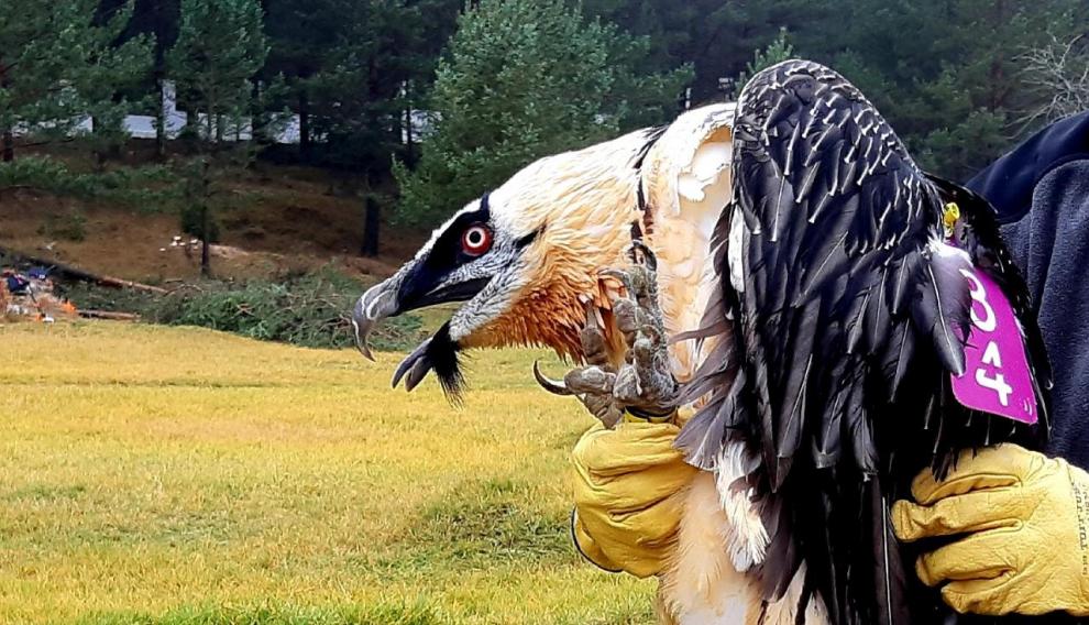 Uno de los pollos liberados en el Parque Natural de la Tinença de Benifassà, en el Maestrazgo castellonense.
