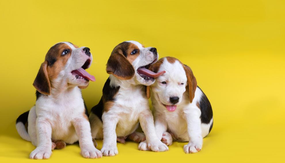 Los animales de sangre caliente tienen un metabolismo mucho mayor que los de sangre fría