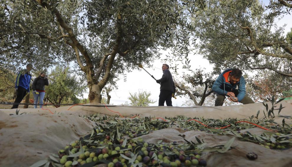Las aceitunas se molturarán en la cooperativa de Ayerbe.