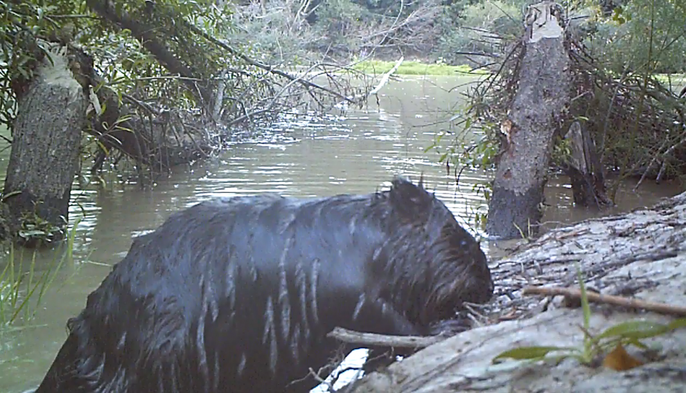 Un castor, fotografiado en una ribera del Ebro en la provincia de Zaragoza.