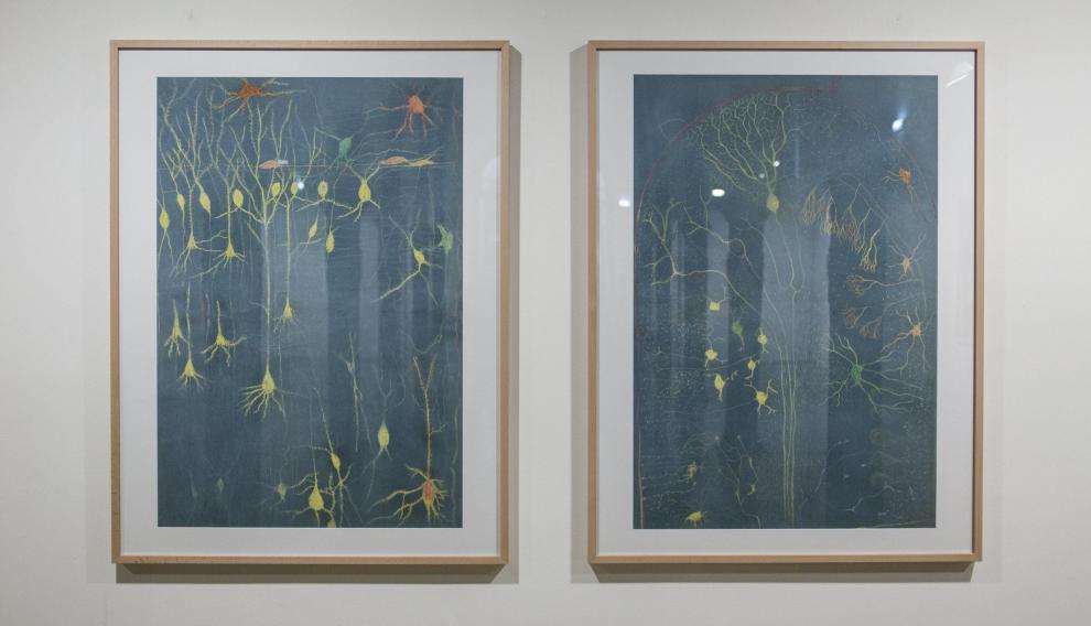 Dibujos del sistema nervioso de Ramón y Cajal en una exposición del Paraninfo de 2015.