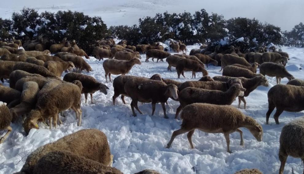 Un rebaño de ovejas intentando pastar tras la nevada en Argente (Teruel).