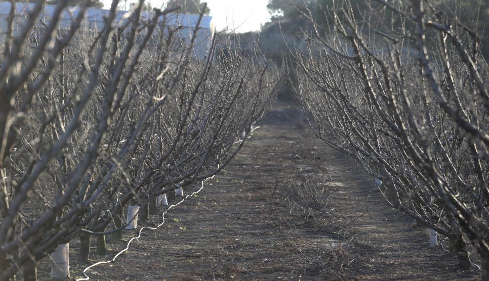 Una explotación de árboles frutales en Fraga.