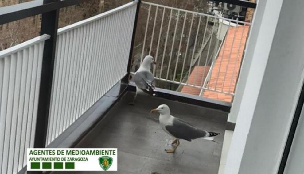 Dos gaviotas en la Gran Vía zaragozana, un escenario poco habitual para estas aves.