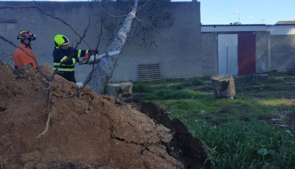Retiran los árboles caídos en Puigmoreno (Teruel).