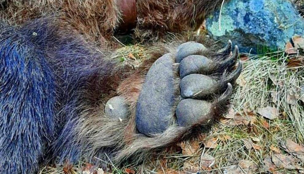 Otra de las imágenes del cuerpo del animal donde se pueden ver las grandes garras.
