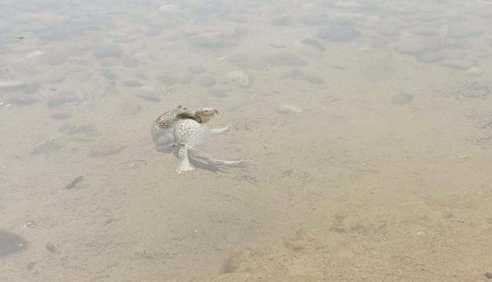 Un sapo corredor apareándose en una balsa de Torrero el pasado 19 de marzo.