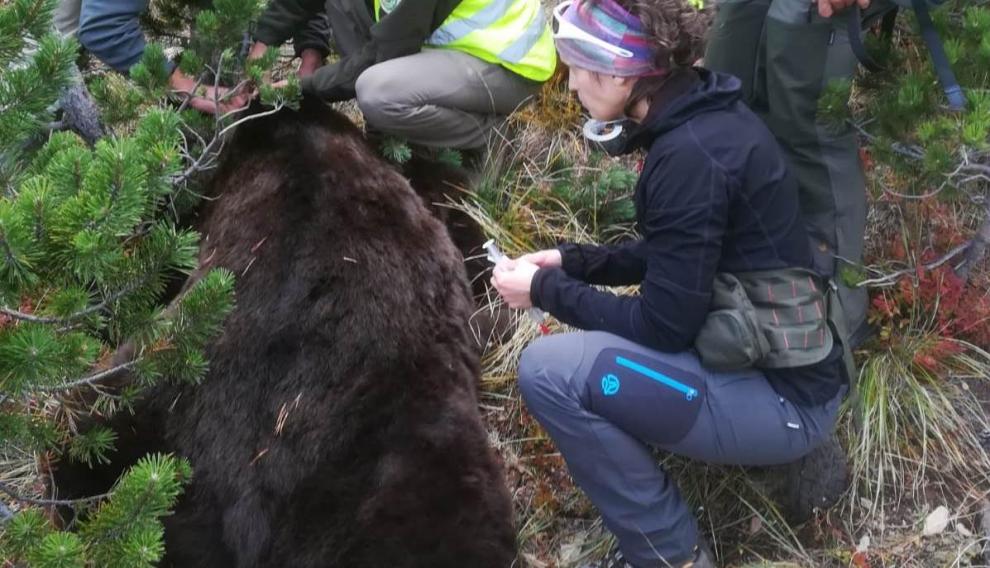 Una imagen del oso Goiat cuando fue capturado en 2018 para cambiarle el collar transmisor.