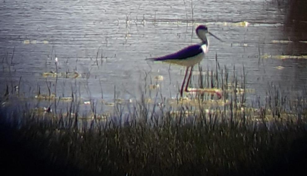A falta del censo oficial, ya se han detectado aves acuáticas en la laguna de Gallocanta