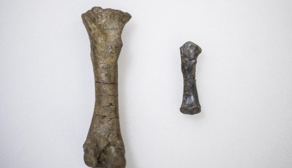 Férmur de un sirenio adulto y una cría encontrados en el Sobrarbe.