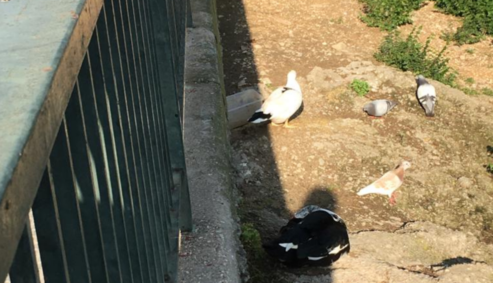Ratas en la zona del Huerva.