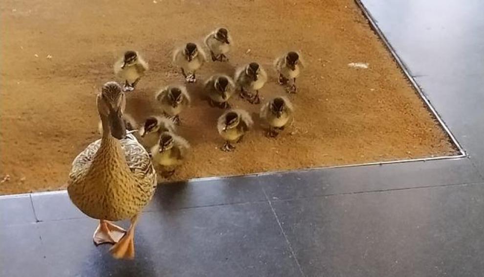 Los patos en perfecta formación en el interior del centro.