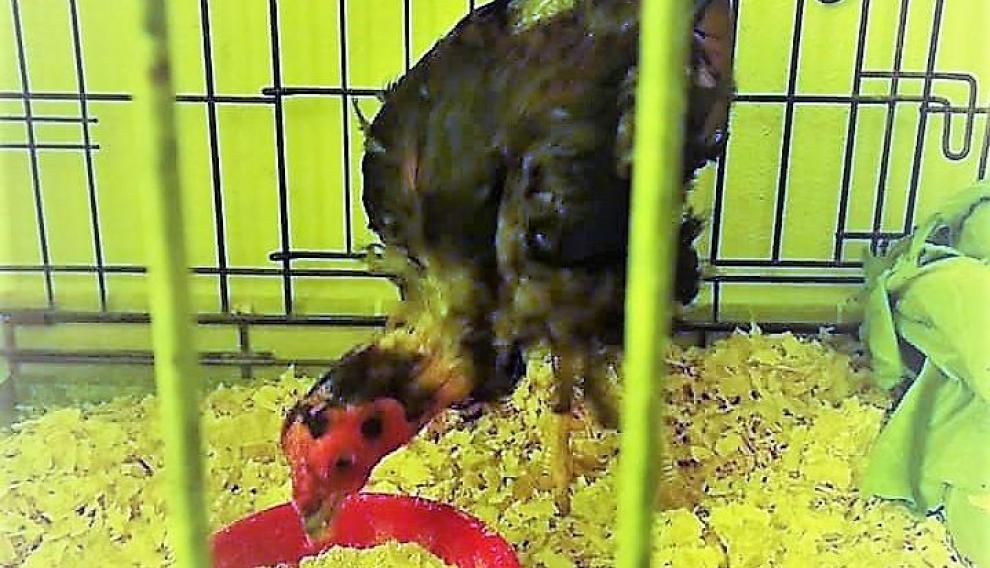 Aspecto que presentaba el gallo poco después de ser recogido en la calle.