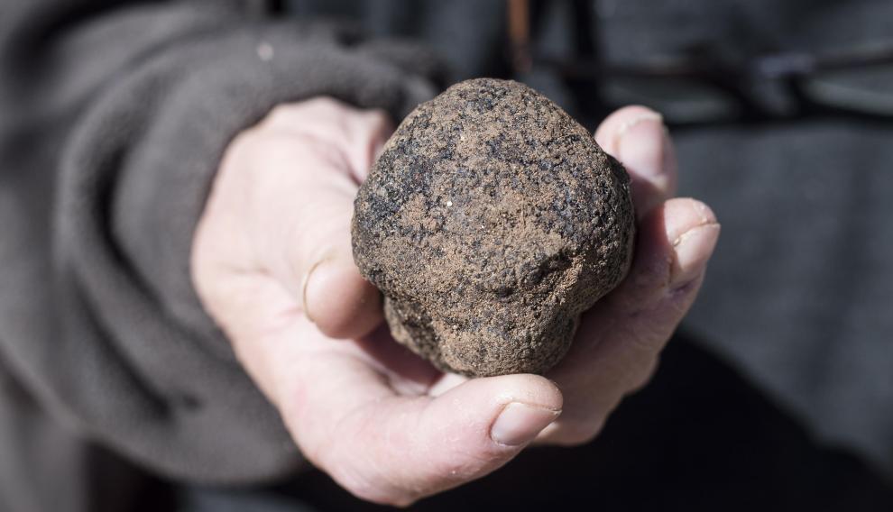 Un truficultor de Sarrión muestra una trufa negra.