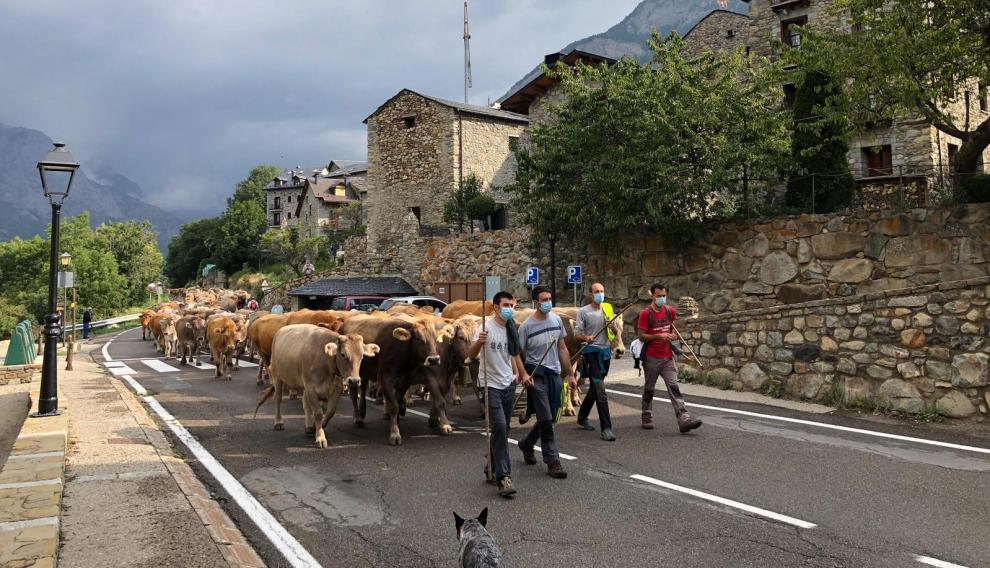 Los animales, conducidos por los pastores, a su paso por Cerler.