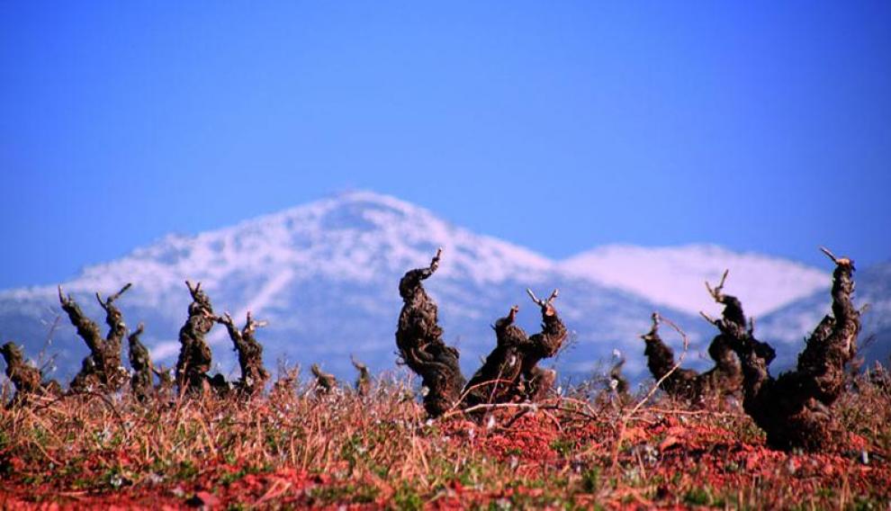 Un viñedo en altitud de Calatayud.