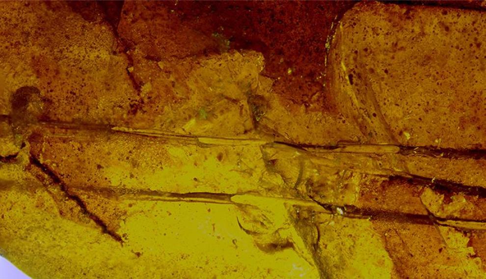 Pieza de ámbar del yacimiento turolense de Ariño con un mechón de tres pelos de mamífero. Se trata del hallazgo más antiguo conocido de pelos en ámbar.