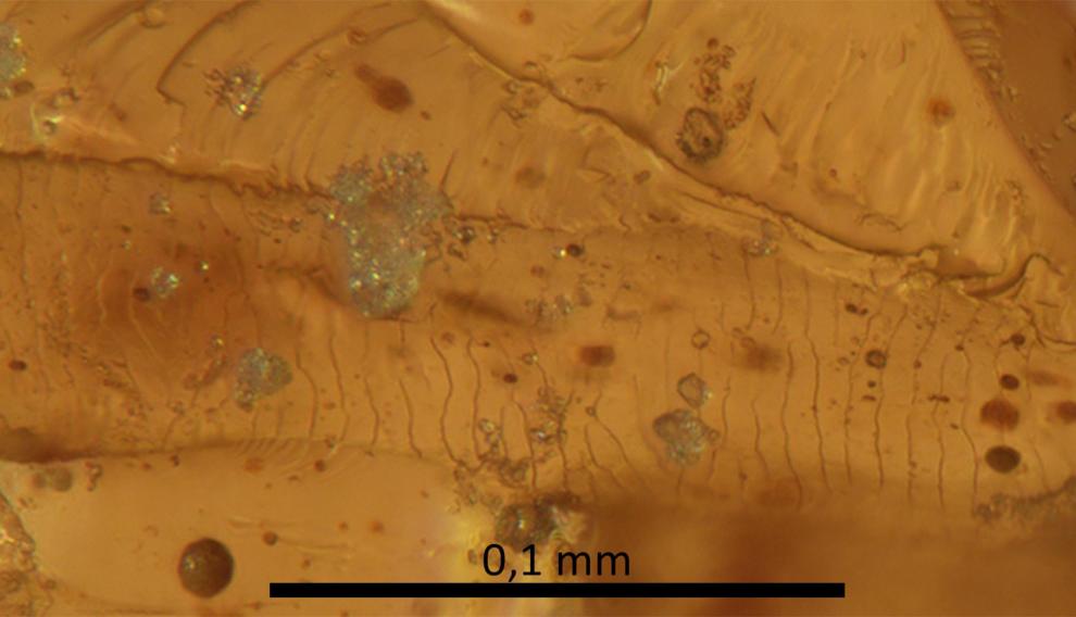 Pieza de ámbar del yacimiento turolense de Ariño en la que se aprecia de forma excepcional la impresión del patrón superficial de escamas característico del pelo de los mamíferos.