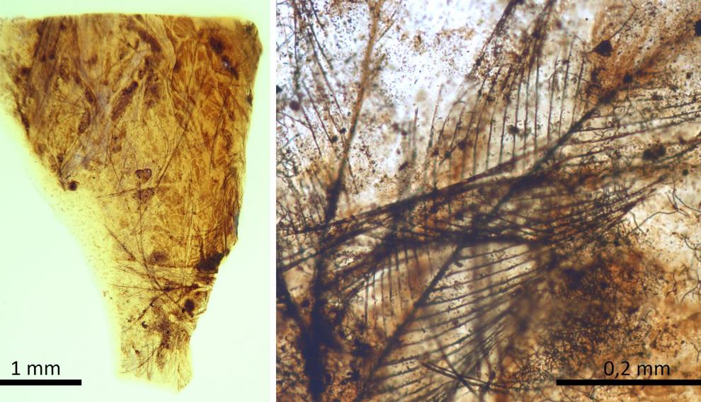 Pieza de ámbar del yacimiento turolense de San Just con restos de plumas de dinosaurio.