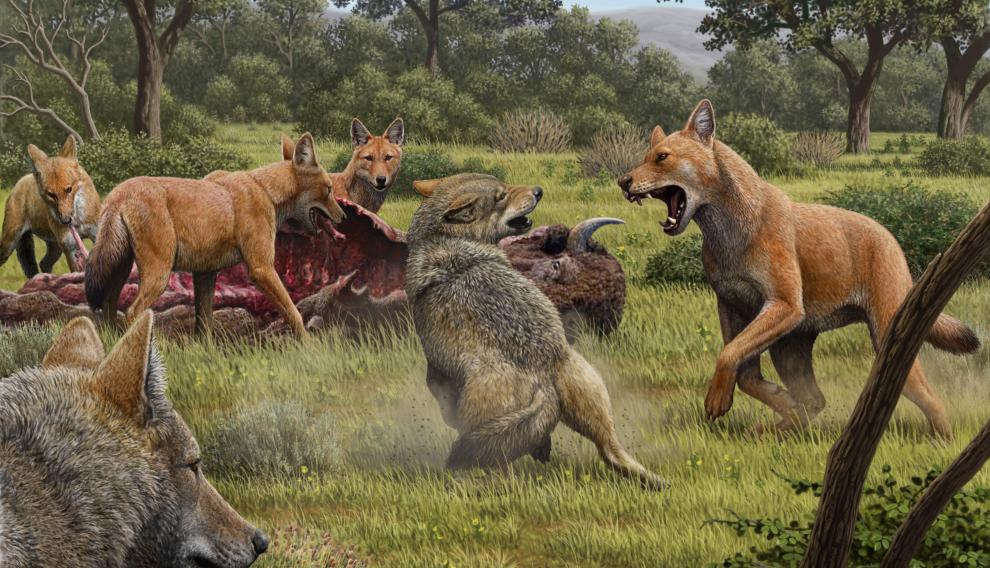 Ilustración de Mauricio Antón/Nature. Descripción: en algún lugar del sudoeste de Norte América durante el Pleistoceno Tardío, un grupo de lobos huargos (Canis dirus) se alimentan de un bisonte recién cazado, mientras que un par de lobos (Canis lupus) se acercan para intentar carroñear algo para comer.