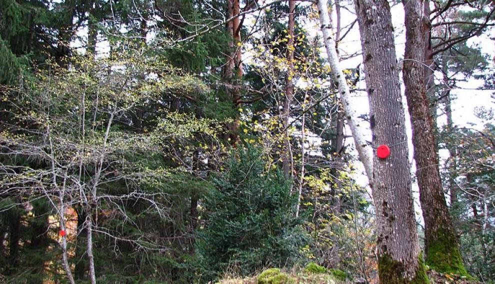 Arboretum de Canfranc.