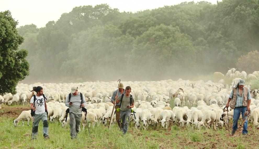El equipo de investigación, en su camino trashumante, con un rebaño de ovejas, hacia el Pirineo aragonés.
