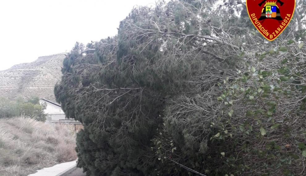 La borrasca Hortensia ha dejado ramas y árboles caídos en Zuera, La Almunia o en un camino que conecta Fréscano y Borja.