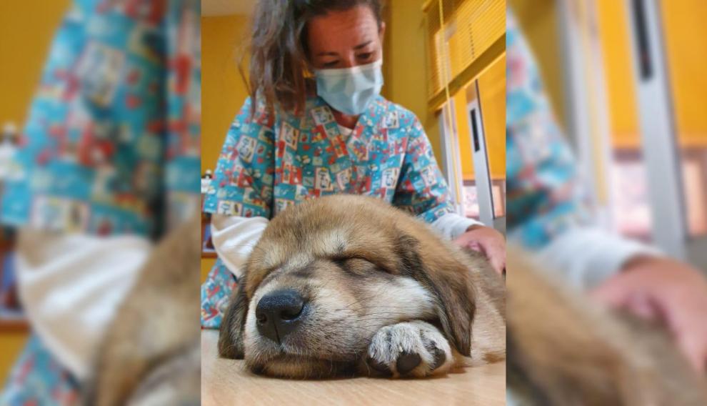 La veterinaria Natalia Arnal y su paciente canino 'Cierzo'.