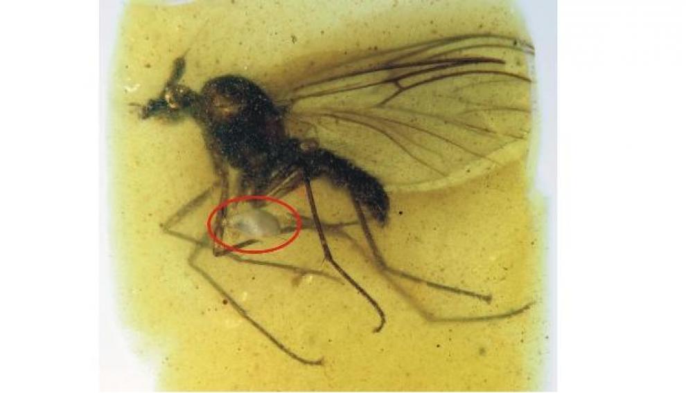 Burmazelmira atrapada en ámbar mientras volaba con un ácaro parásito adherido a una de sus patas.