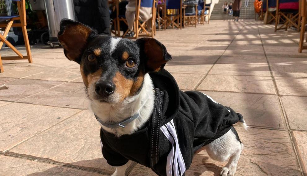 Violeta Decimal ruido Zara lanza una colección para perros y se suma a otras marcas de ropa, como  Adidog