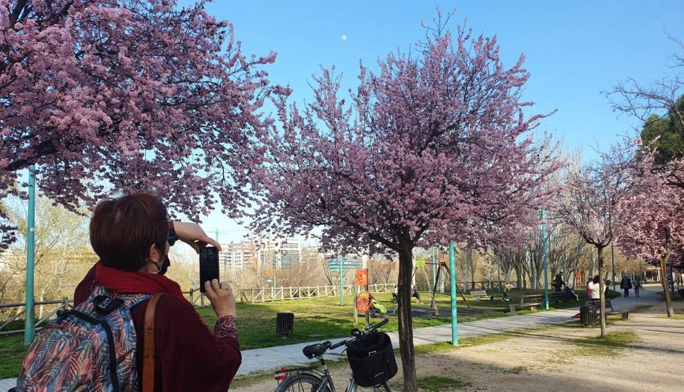 Una paseante de la ribera del Ebro se detiene a fotografiar los árboles en flor.