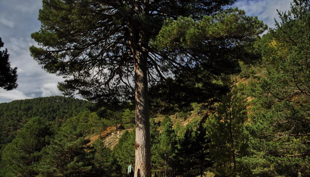 Imponente pino del Escobón, en la comarca Gúdar-Javalambre (Teruel)