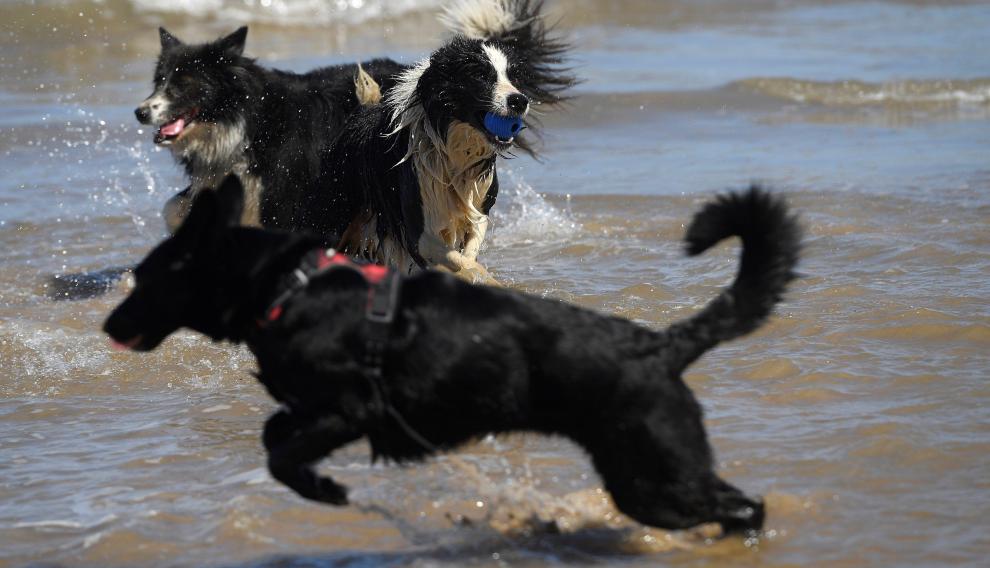 Tres perros juegan en la playa de Gijón