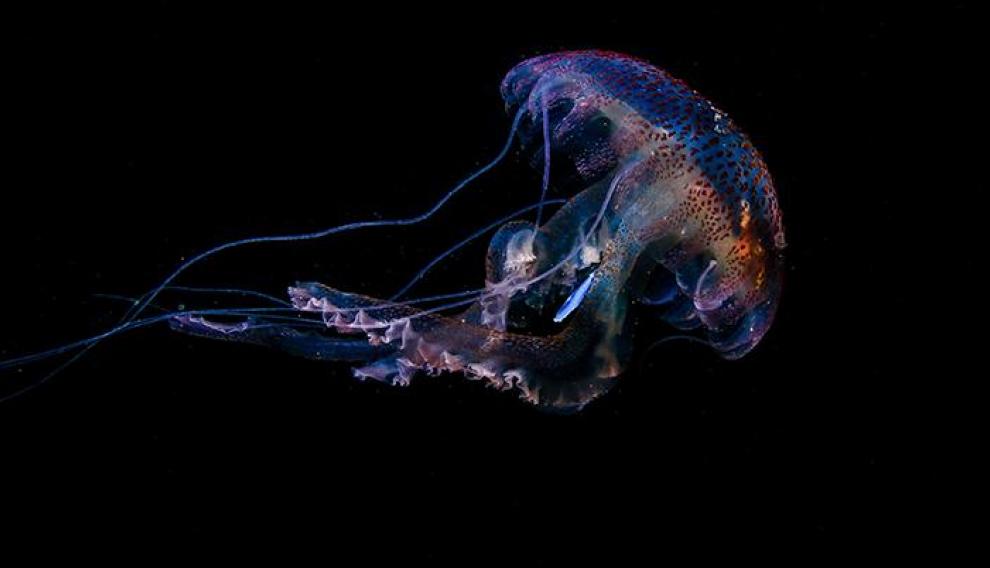 Pelagia noctiluca con un plástico azul en su interior, tomada en mayo de 2020 en aguas de Sardina del Nort