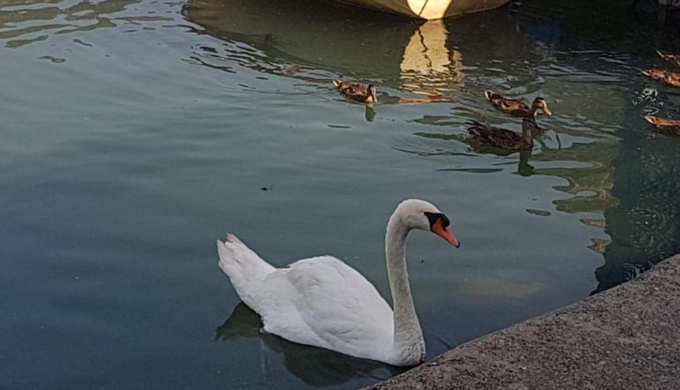 El cisne esperando la comida en el embarcadero de Eriste.