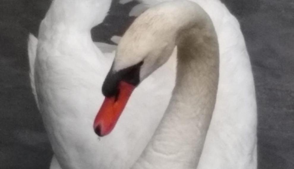 Lola, el último cisne que nadaba en las aguas de Eriste.