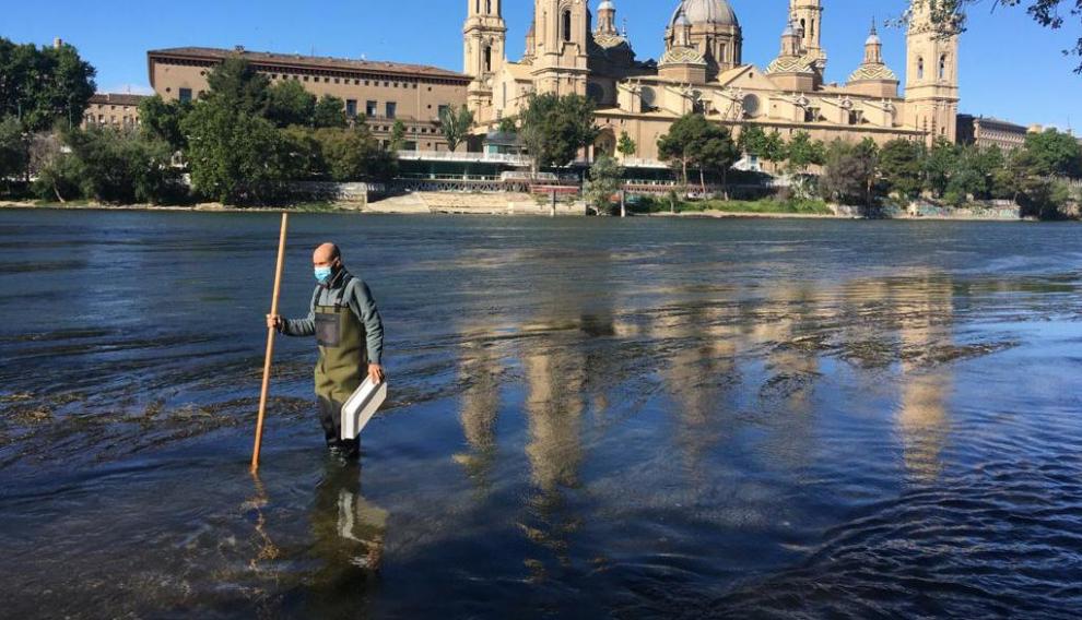 Este martes se han realizado un muestreo sobre la presencia de mosca negra en Zaragoza.