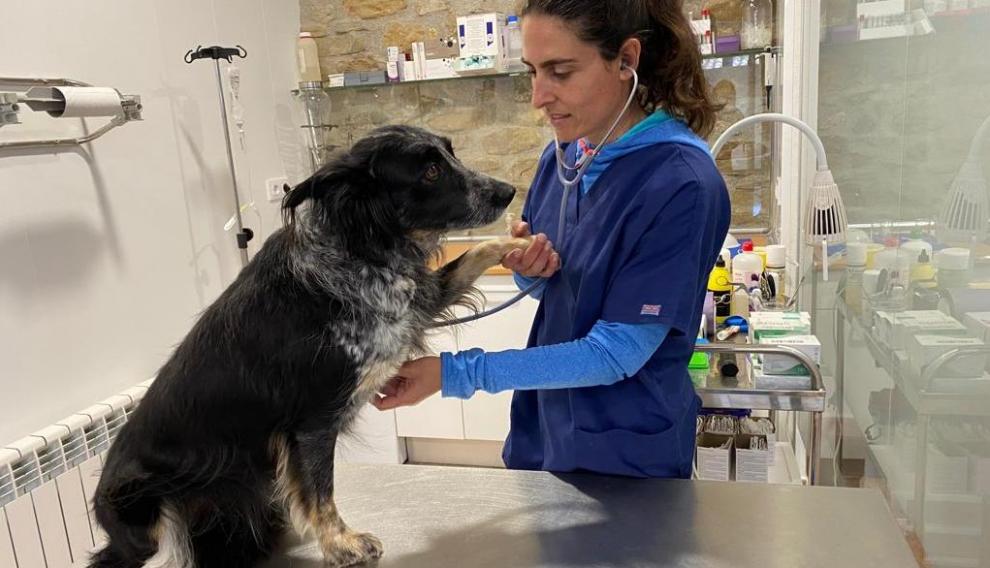 Carmen Naval con un perro en su consultorio veterinario en La Puebla de Roda.