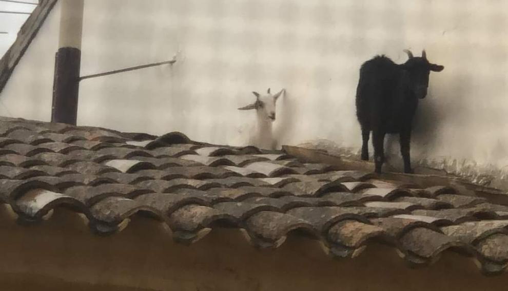 Las cabras saltaron por varios tejados antes volver a manos de su dueño.