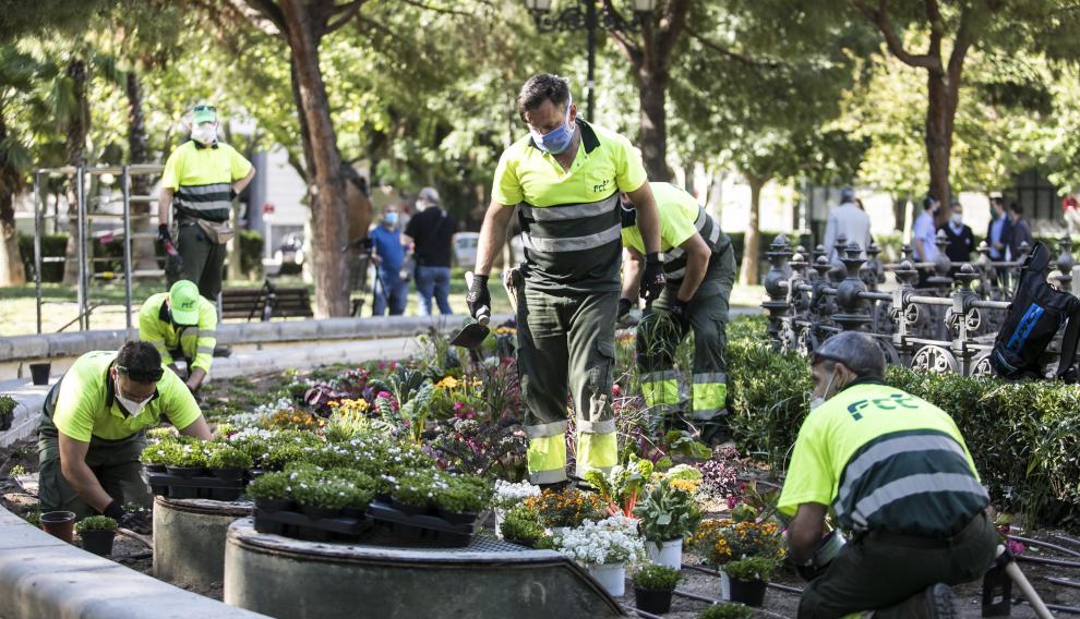 Las nuevas plantaciones que están llevando a cabo desde Parques y Jardines.