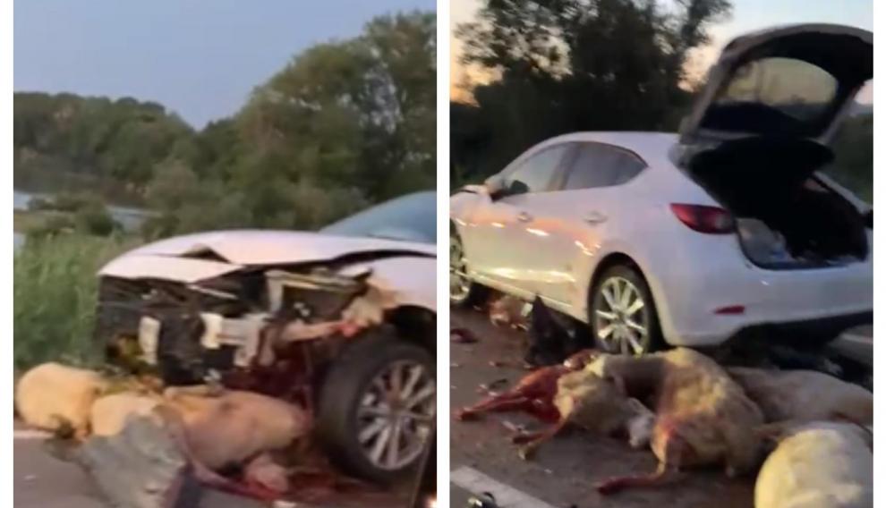 Varias ovejas quedaron debajo del coche accidentado