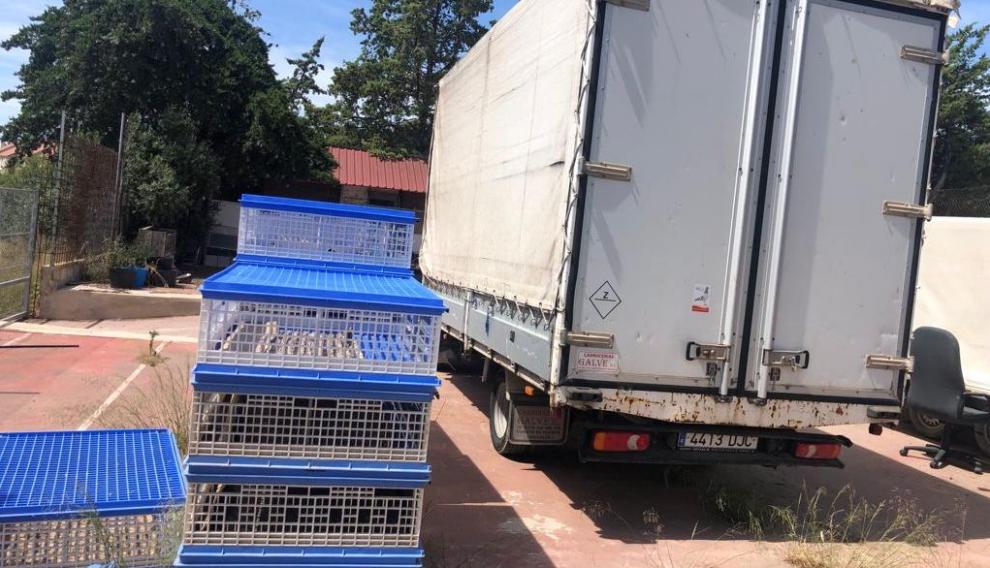 Palomas mensajeras en cestas para ser trasladadas en un camión al lugar de la competición.