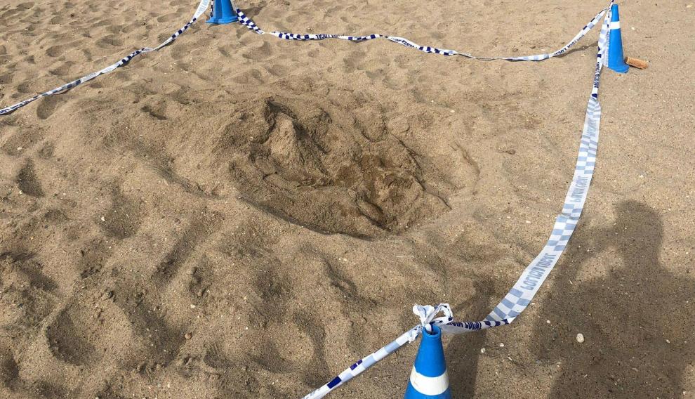 Rastro de la tortuga que depositó los huevos en la playa de Calafell.