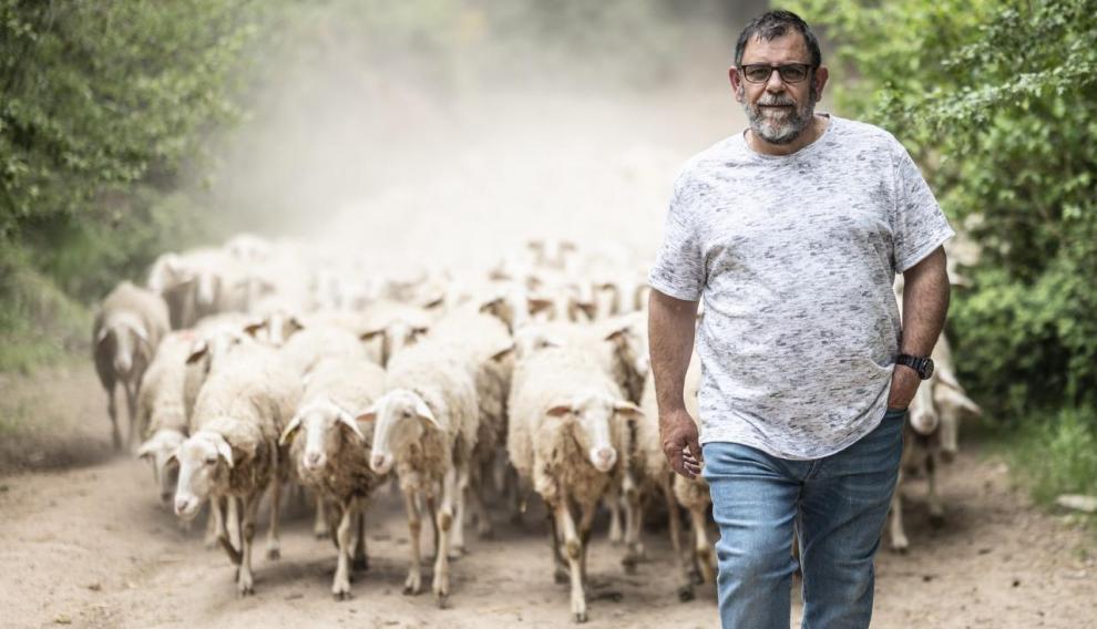El pastor Vicente Sancho con las ovejas.