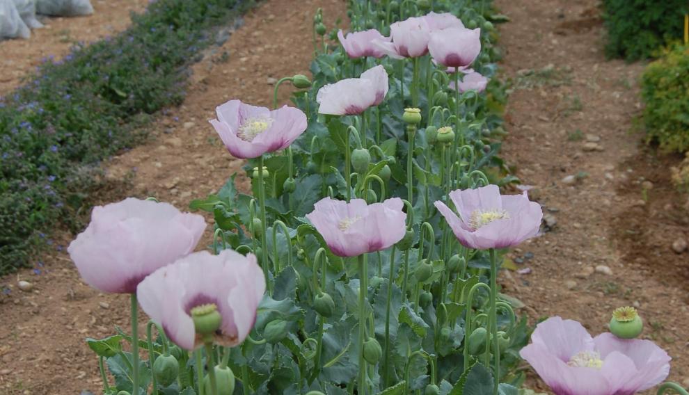 Plantación de adormidera con fines científicos, en la que se aprecia el característico color de las flores de estas amapolas.