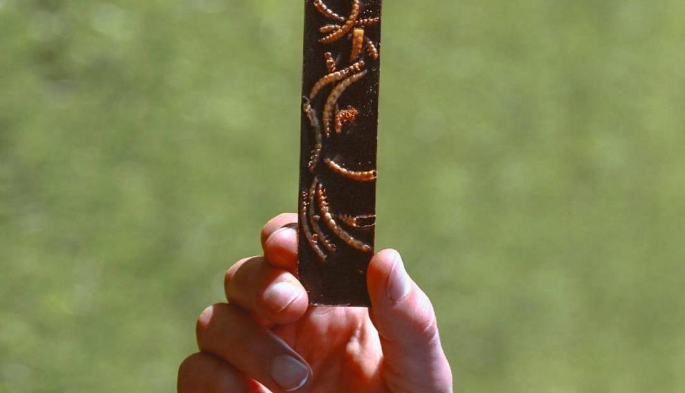 Barrita de chocolate que contiene larvas del gusano de la harina
