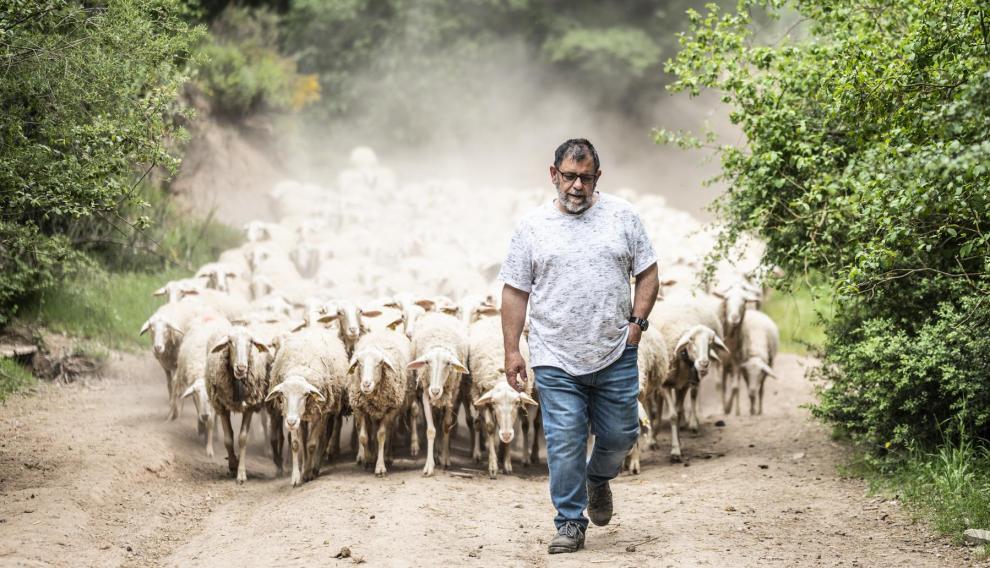 Vicente, ganadero de Pastores en Ayés, conduciendo el rebaño por el campo