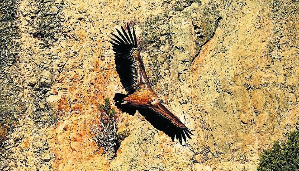 El vuelo del buitre leonado en los alrededores de Mezalocha.