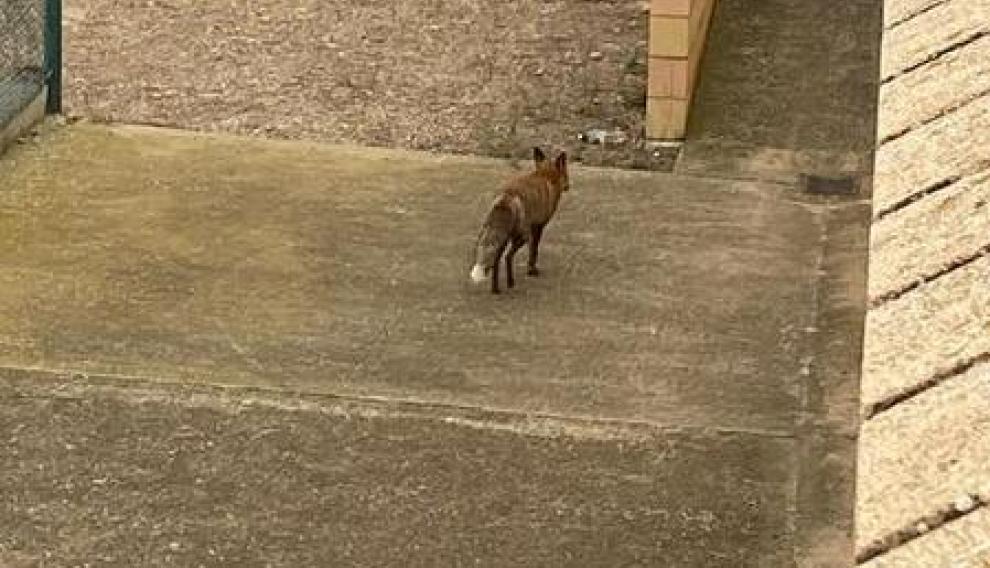 Una pareja de zorros sorprende a los vecinos de Gallur