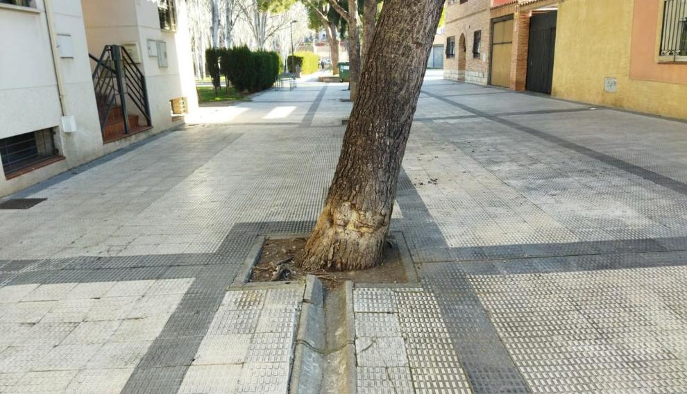 En algunas zonas del barrio, la baldosas se han levantado por las raíces de los árboles.